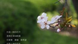 人间四月天，水泥厂里众位“仙子”在等着与你浪漫邂逅