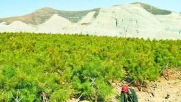 三河废弃矿山重披绿装