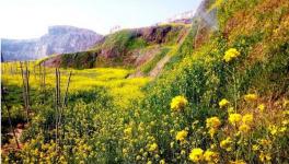 绿色矿山生态修复 水泥企业矿区迎来春天