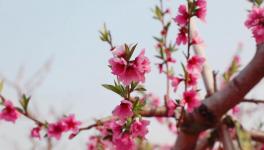 人间四月芳菲尽，桃花朵朵映中联！