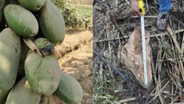 安全距离是与非！华新水泥爆破飞石遭质疑！